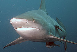 Diving photos from South Africa and Mozambique